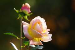 秋を探して　秋薔薇　Ⅱ