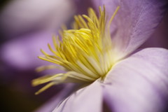 晩夏　クレマチス