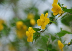春を探して　ヤマブキ
