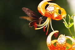 虫達を追って　クロアゲハ