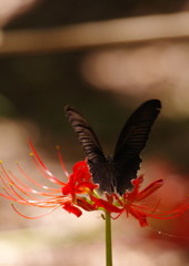 虫達を追って　クロアゲハ　Ⅱ