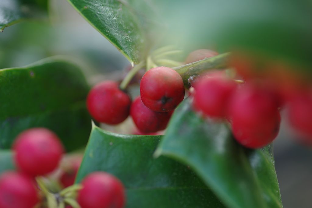 短日　ヒイラギンンテン