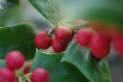 短日　ヒイラギンンテン