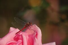 小春　アキアカネ