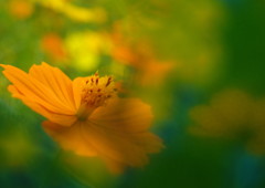 初秋　キバナコスモス