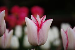 春風　チュリップ