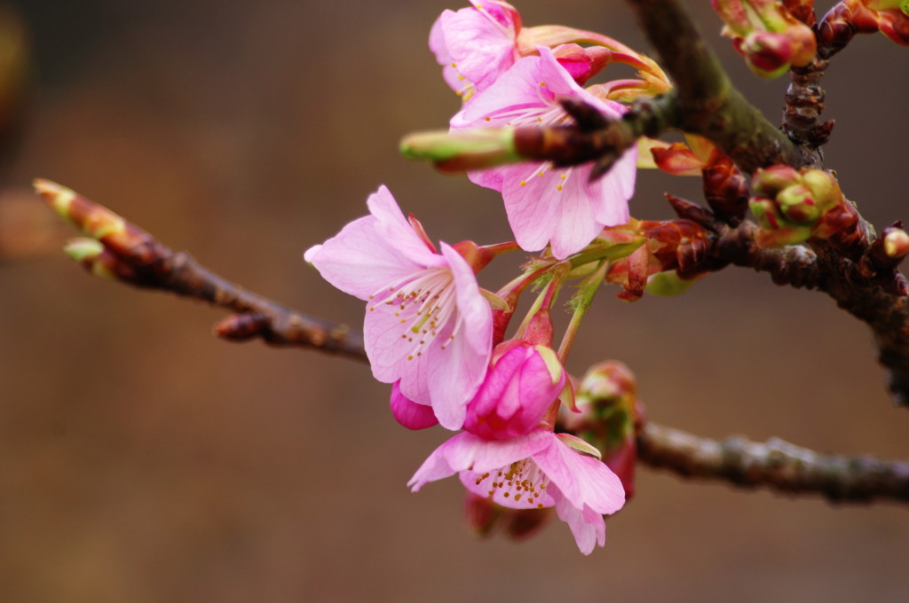 春を探して　河津桜　Ⅱ