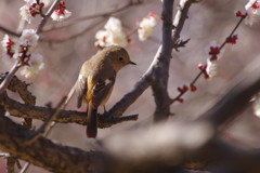 野鳥を探して　ジョウビタキ♀　Ⅱ