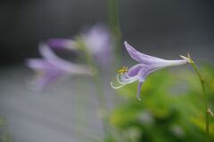 秋思　ギボウシ