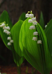 春色　スズラン　Ⅲ