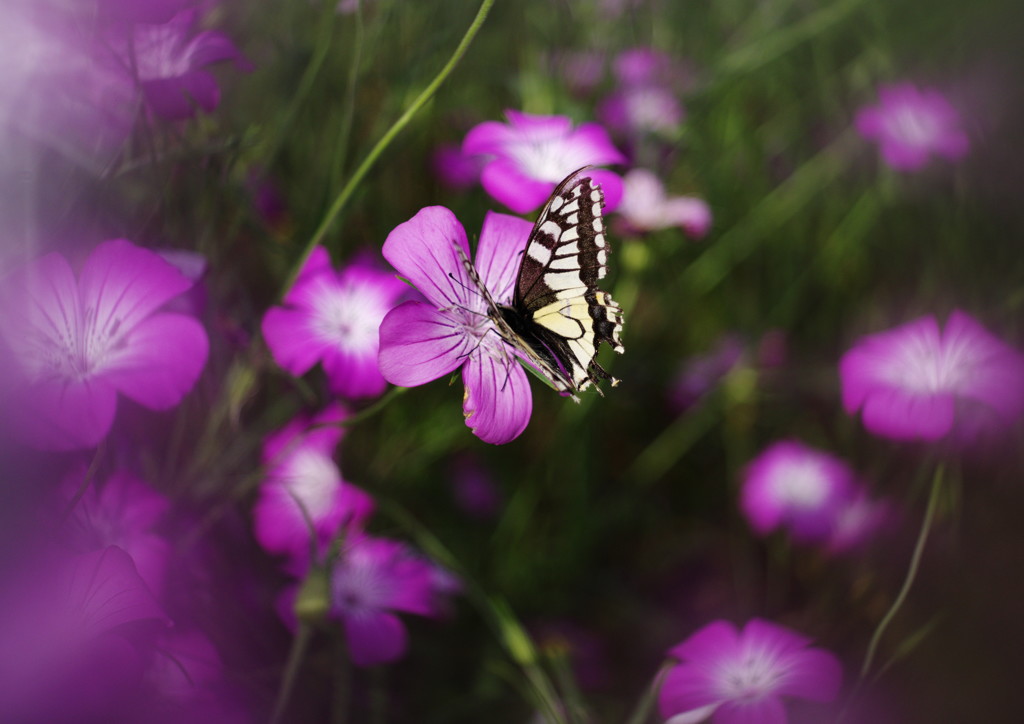 立夏　キアゲハ？