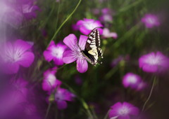 立夏　キアゲハ？