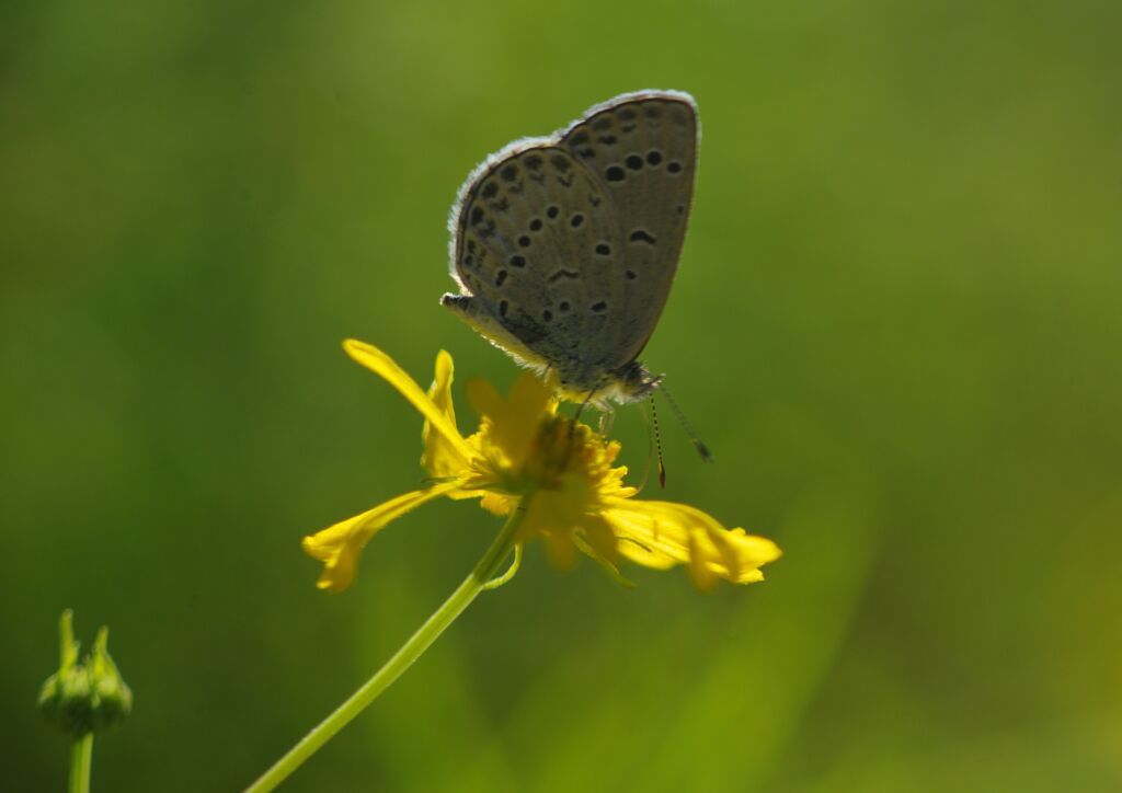行秋　シジミチョウ