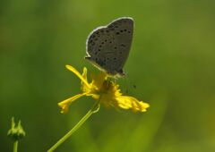 行秋　シジミチョウ