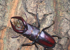 青楓　ノコギリクワガタ