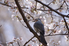 春爛漫　桜　Ⅱ