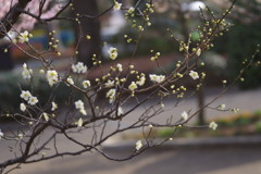 仲春　白梅　Ⅱ