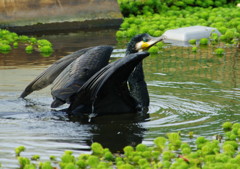 野鳥を探して　カワウ