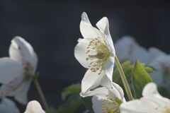 春燐　クリスマスローズ