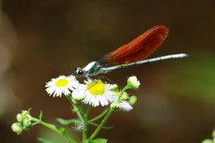 花と虫達　カワトンボ　Ⅱ