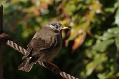 野鳥を追って　ムクドリ