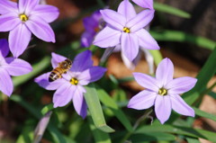 虫達を追って　ミツバチ