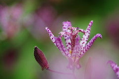 秋を探して　ホトトギス