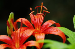 初夏を探して　ユリ　Ⅱ