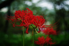 晩夏　ヒガンバナ