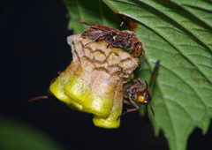 仲夏　巣作り　Ⅱ