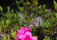 仲夏　アゲハチョウ