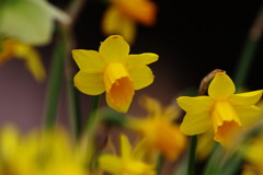 春を探して　スイセン