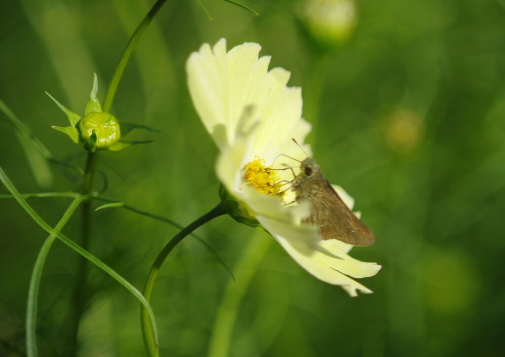 落日　セセリチョウ