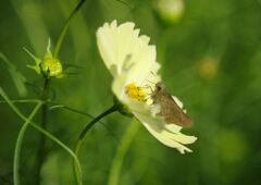 落日　セセリチョウ