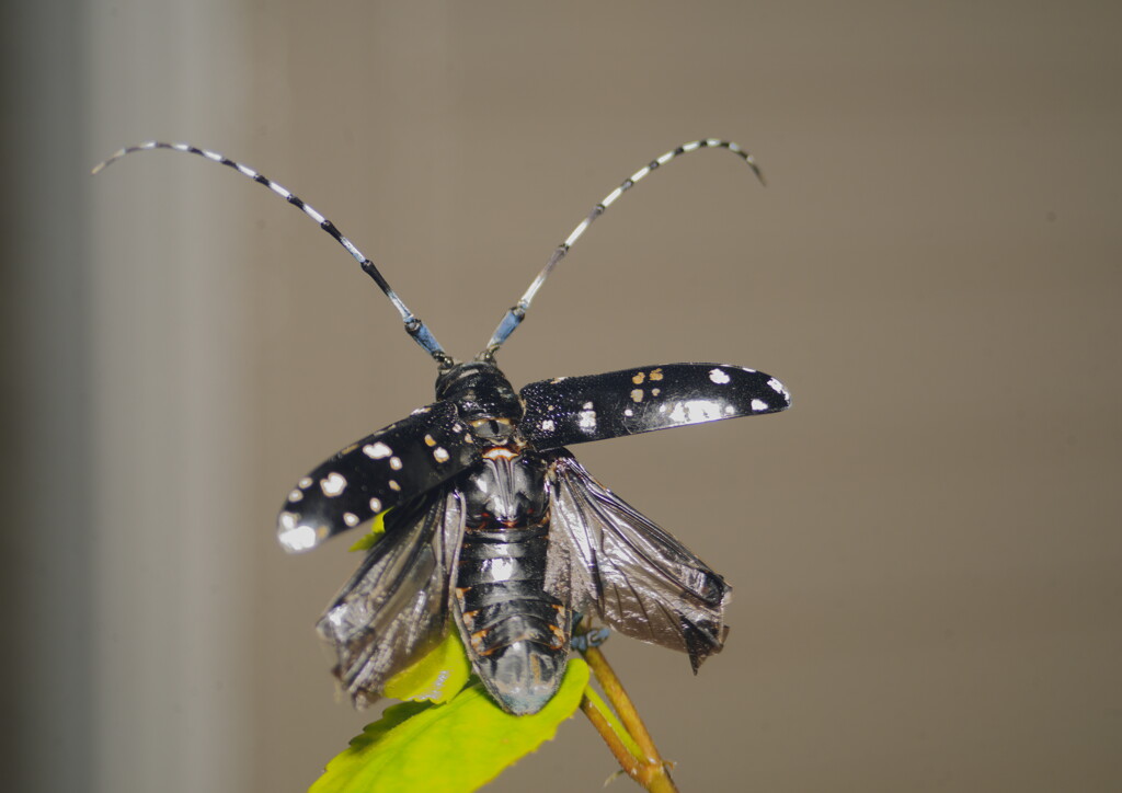蝉時雨　ゴマダラカミキリ