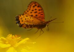 　白露　ヒョウモンチョウ？