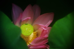 季夏　ハス　Ⅲ