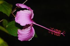 蝉鳴く　ハイビスカス