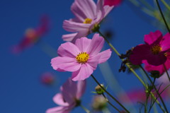 秋を探して　コスモス