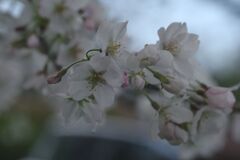 晩春　桜