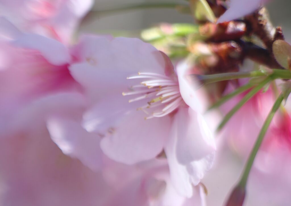 仲春　桜