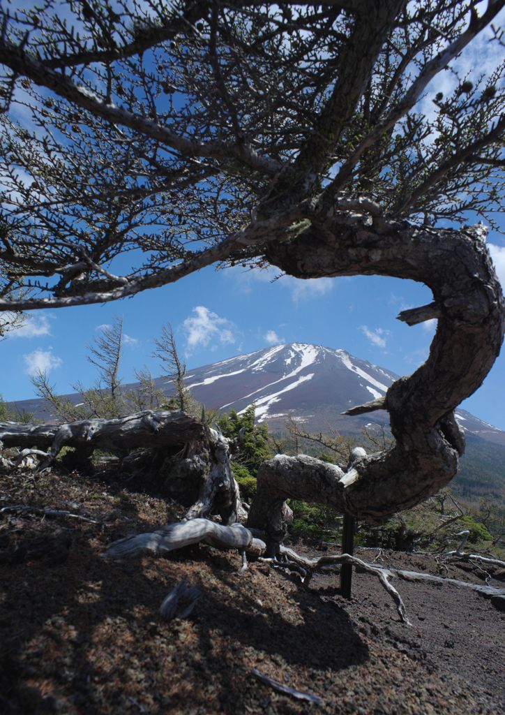 暮春　富士山