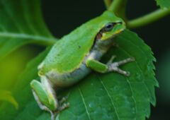 万緑　アマガエル　Ⅱ