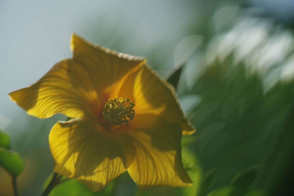 我が家のハイビスカス