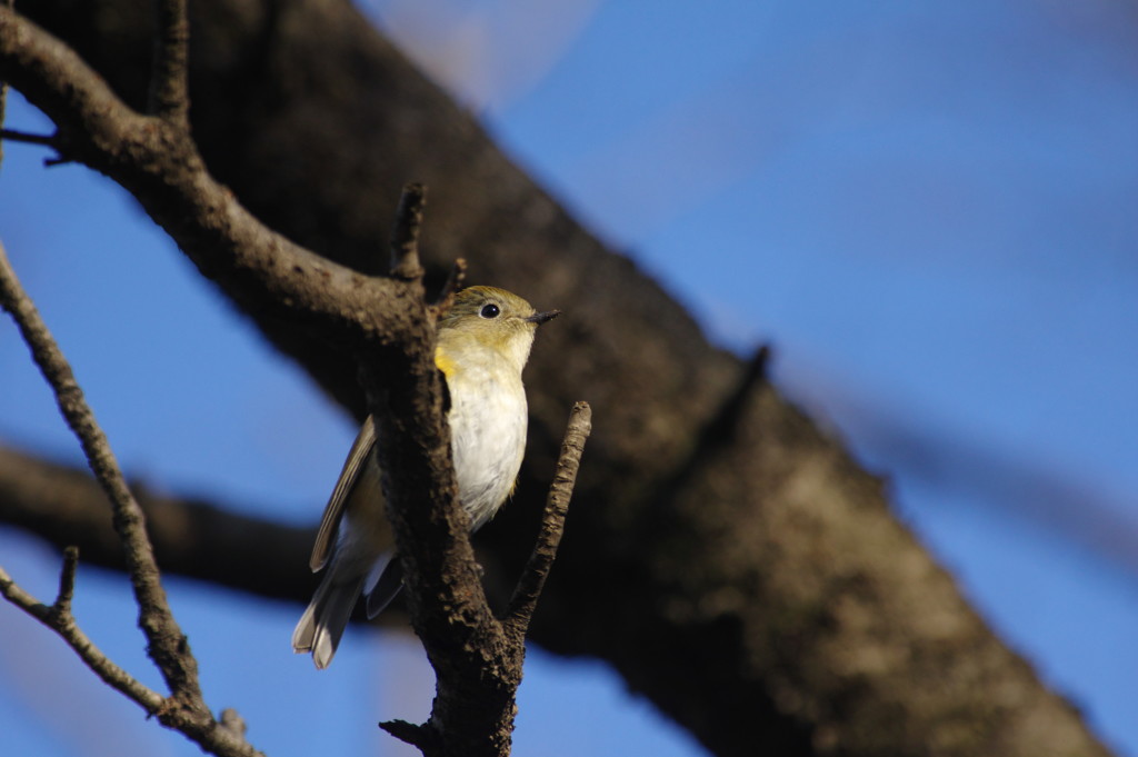 野鳥を探して　ルリビタキ♀