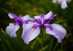 立夏　ショウブ　Ⅱ