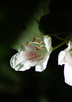 石楠花　Ⅱ
