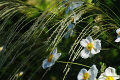 白露　シュウメイギク