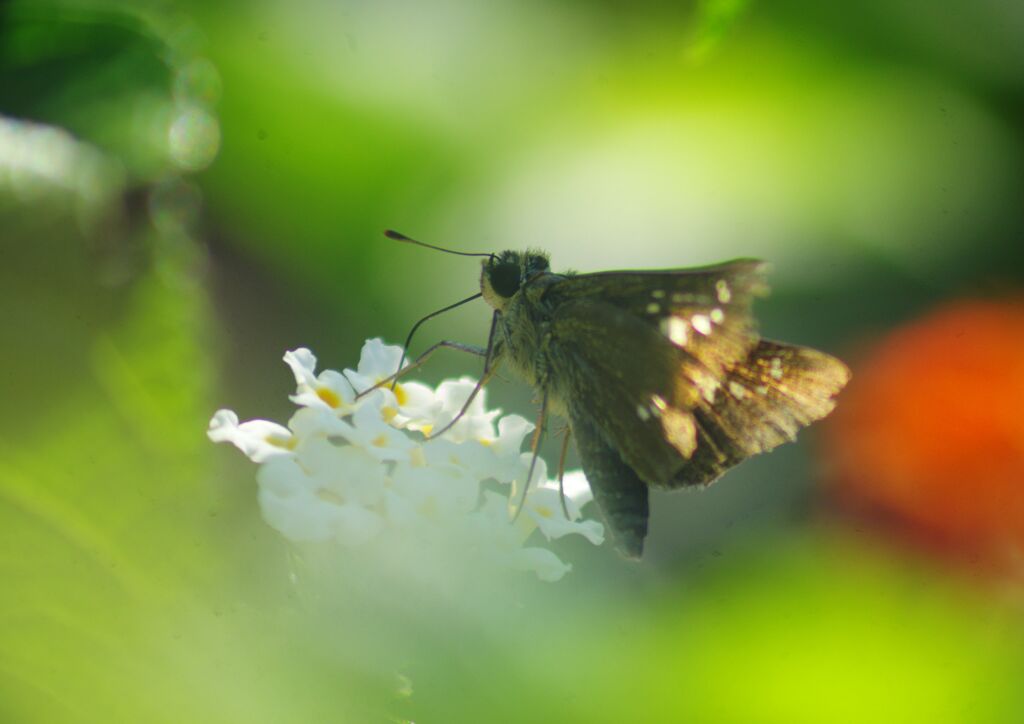 万来　セセリチョウ