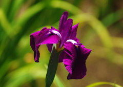 菖蒲　Ⅱ